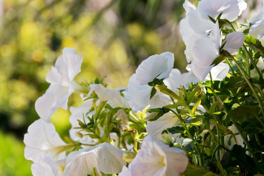 Hotel Can Roses Soller Bagian luar foto
