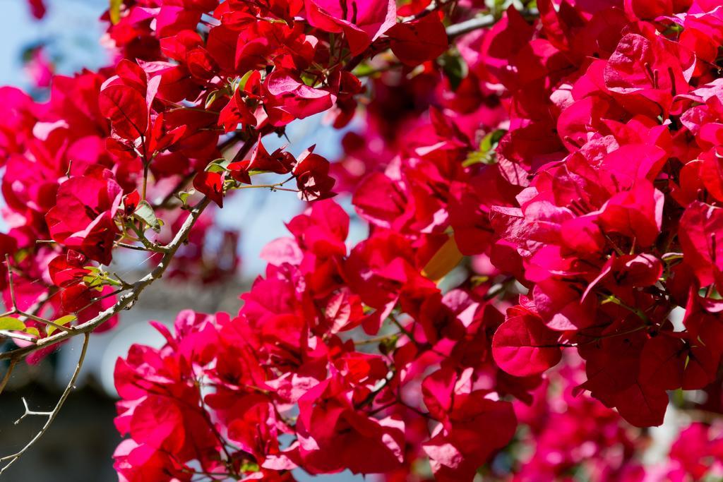 Hotel Can Roses Soller Bagian luar foto